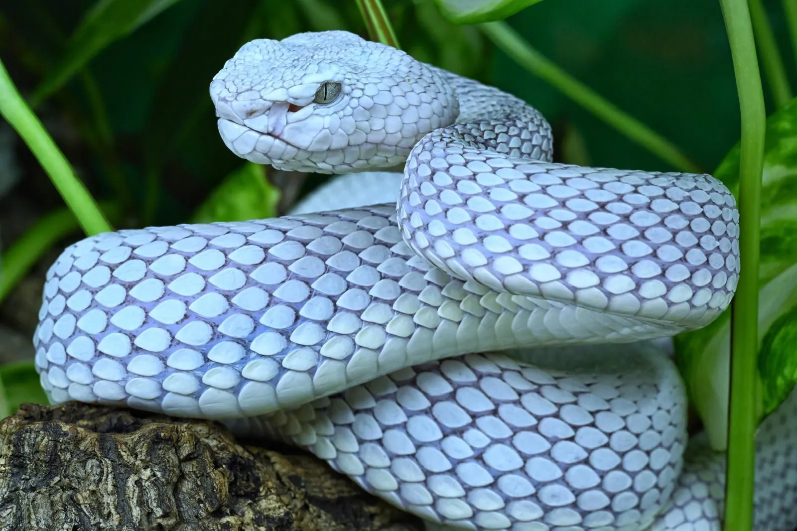 Investigador del CNAV estudiando un reptil en campo